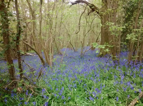 Full colour photo of green spring woods with a flood of cold bluebells