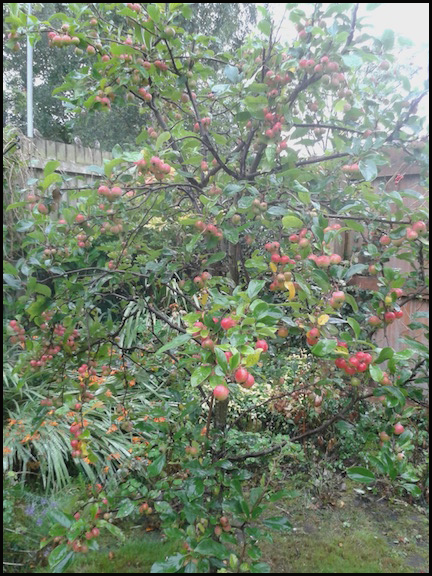 Photo of crab apple tree in the rain. The tiny apples are polished reddy orange and gleaming.